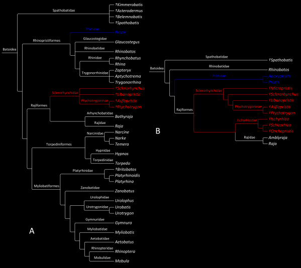 Sclerorhynchoidei phylogenies (2)